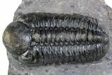 Detailed Reedops Trilobite - Atchana, Morocco #312814-1